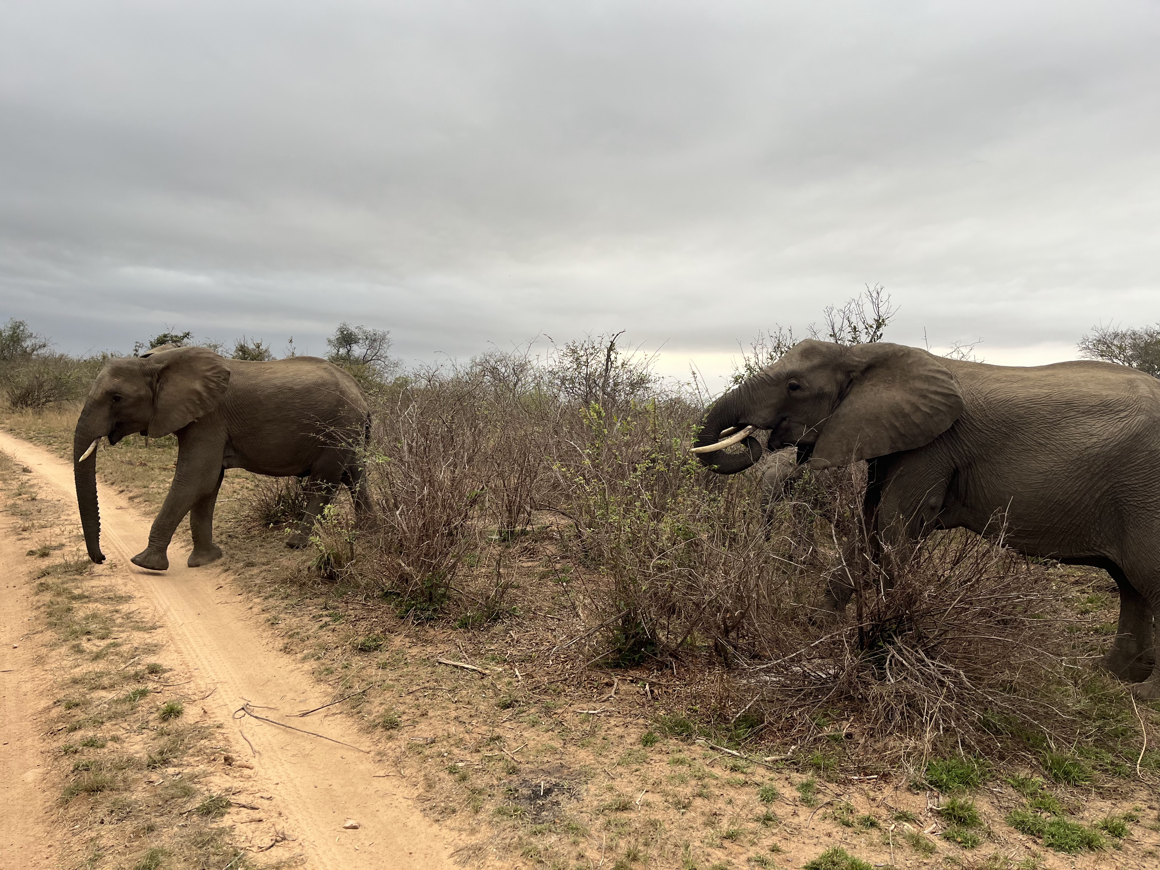 How to Choose a Luxury African Safari